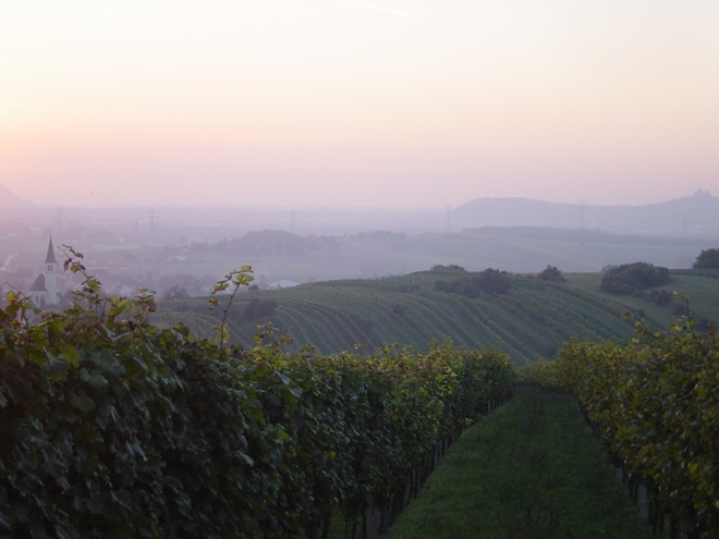Udsigt ober vinmarkernde Haidviertel